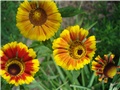 Helenium