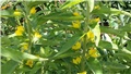 lysimachia