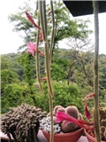 aporocactus