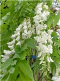 wisteria