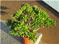 crassula gollum