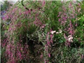 Lespedeza  thunbergii