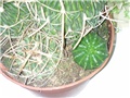 Kaktusi (Euphorbia obesa i Stenocactus)