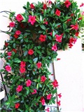 dipladenia