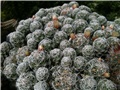 mammillaria