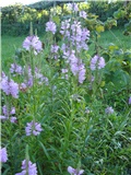 Physostegia