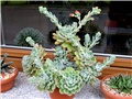 Echeveria Green Velvet  (?)