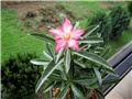 Adenium obesum, ožujak/listopad 2012