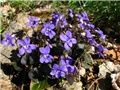 Viola labradorica