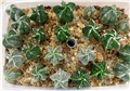 Astrophytum myriostigma hybrid