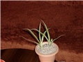 yucca aloi folia