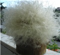Stipa Pennata