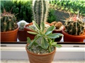 Pachypodium  densiflorum  