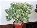 Crassula arborescens 