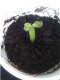 Adenium obesum