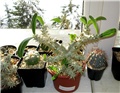 pachypodium rosulatum