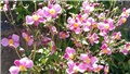 anemone