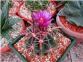 Ferocactus latispinus 