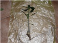 adenium