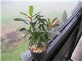 Adenium obesum, sijanci travanj, 2012