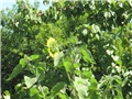 Suncokret