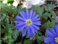 Anemone blanda