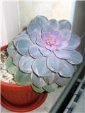  Echeveria Perle von Nürnberg