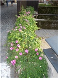 2008 - Samobor u cvijeću