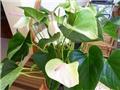 anthurium