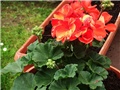 pelargonije