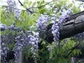 wisterija-glicinija