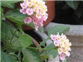 lantana