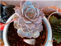 echeveria