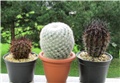 mammillaria - eriosyce 