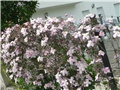 klematis