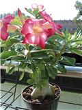 adenium