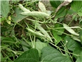 grah6