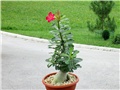 Adenium obesum