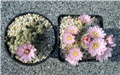 gymnocalycium bruchii