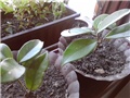 hoya5