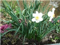 narcisi