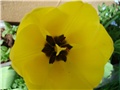 tulipani
