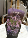 Clematis alpina1