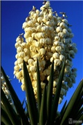 Yucca