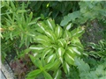 hosta