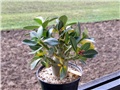 Adenium obesum, sijanac  2012