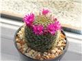 mammillaria (?)