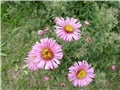 rozi visoki aster