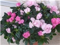 azalea