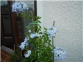 plumbago plavi